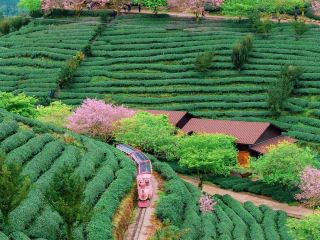 《國家地理》認證！福建頂流櫻花海
