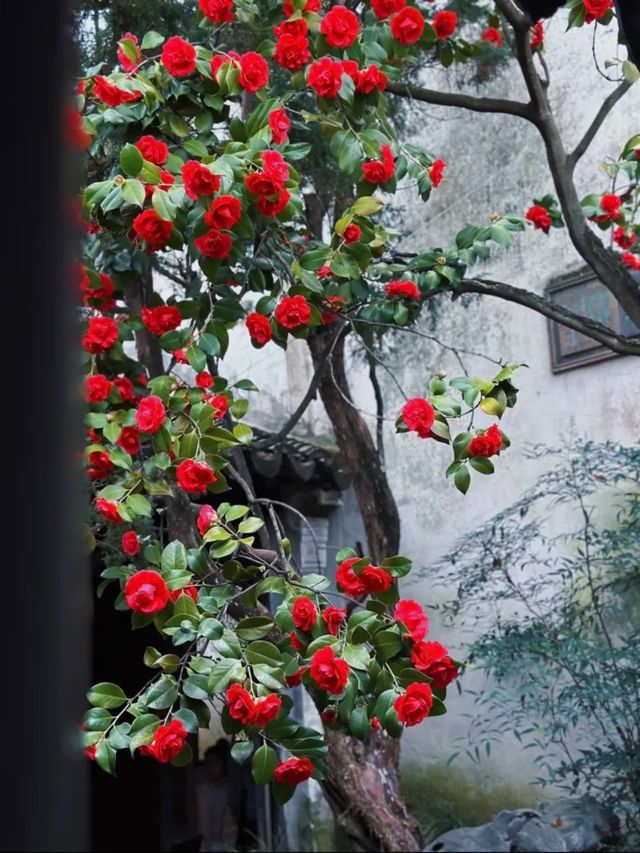 蘇州8座小眾園林的春和景明附賞花遊路線
