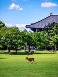 6天日本行 除了看風景就是泡溫泉