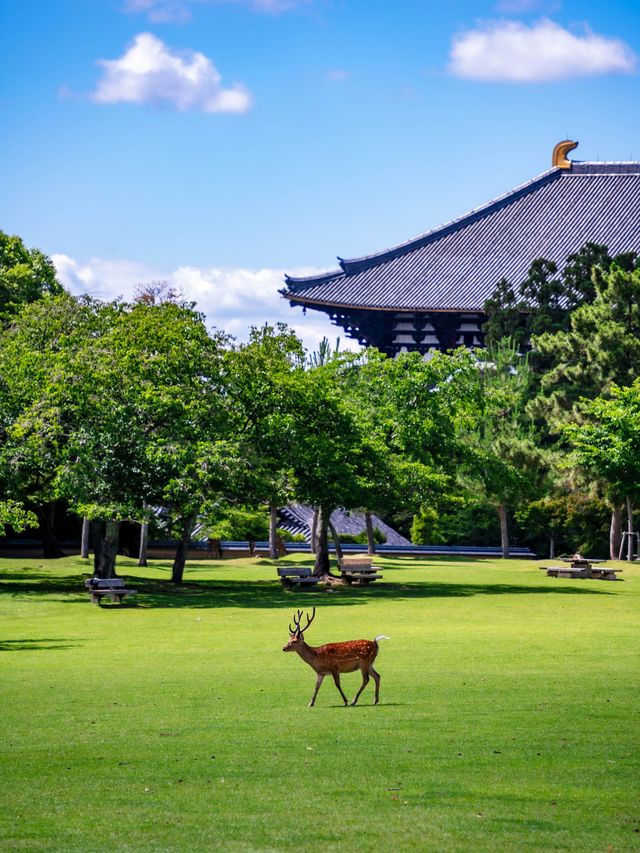 6天日本行 除了看風景就是泡溫泉