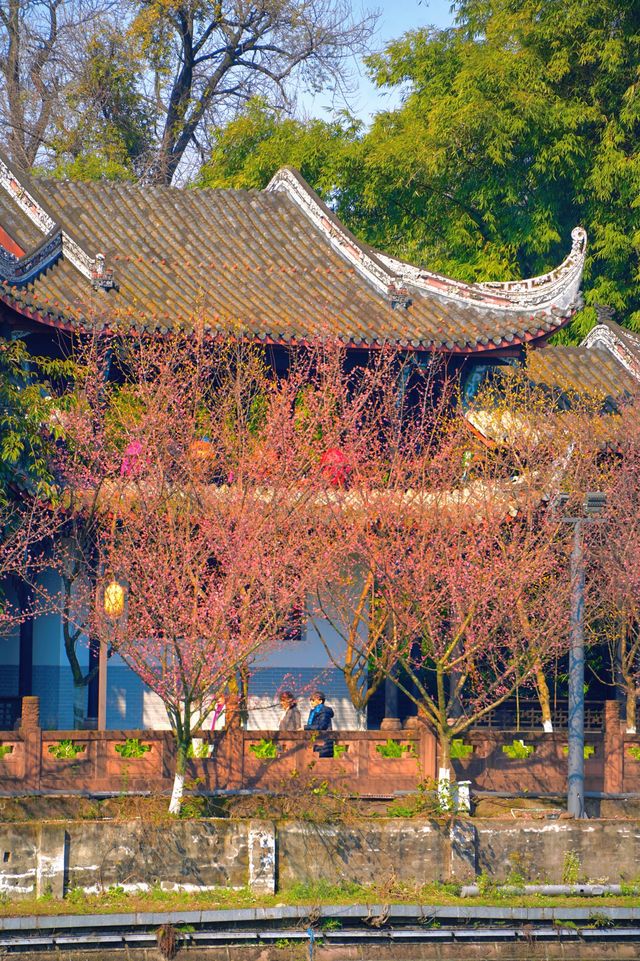 成都！地鐵直達！紅梅遇上中式建築真的封神