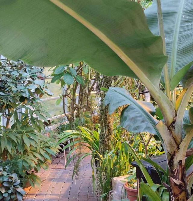 探秘圖爾庫植物園：北歐的綠色仙境 