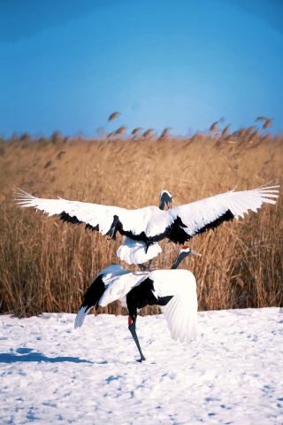 Qiqihar: The Secret Realm of Crane City!