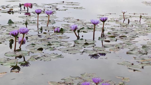 海珠濕地公園剛回來，說一些大實話