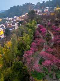篁嶺梅花盛開（2月27號實拍）