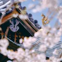 🌸名古屋限定！香積院藏著的夢幻櫻景