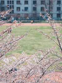 南京林業大學賞櫻花，浪漫春日必打卡