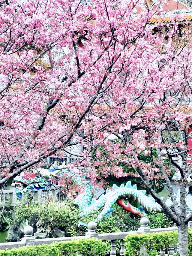 【新北林口竹林山觀音寺】寺廟遊也能超美的！