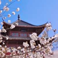 🌸人間仙境！堤角公園邂逅浪漫櫻花雨