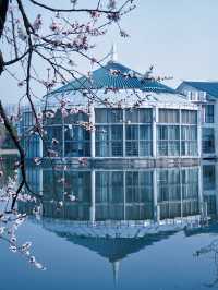 合肥的杏花要開在杏花公園，才算對味！