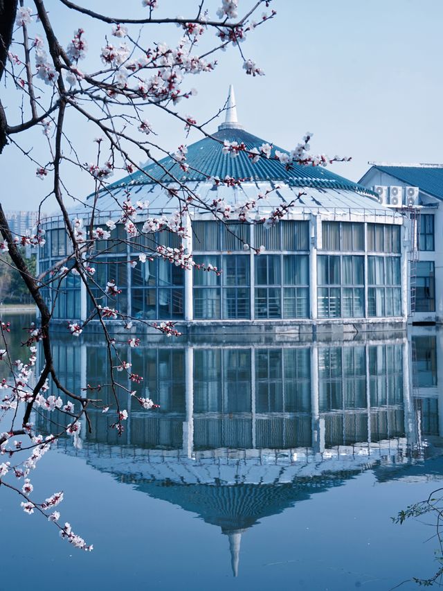 合肥的杏花要開在杏花公園，才算對味！