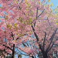 🌸東京限定浪漫！台場海濱公園櫻花盛放
