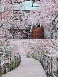 貴州平壩櫻花園的3-4月賞花攻略，賞花不迷路