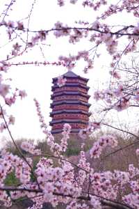 北京賞花新頂流預定！錯過等一年