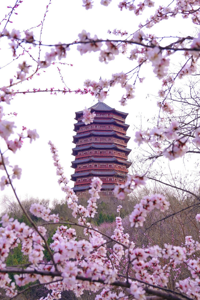北京賞花新頂流預定！錯過等一年
