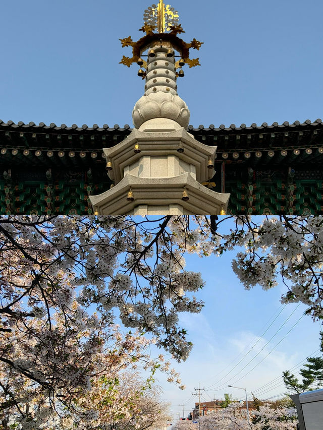 清州｜邂逅韓國小眾寶藏之城