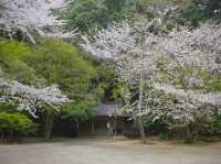 🌸人少景美的賞櫻寶藏地——櫻井神社