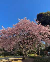 爆肝整理！日本賞櫻進階版超全攻略來啦