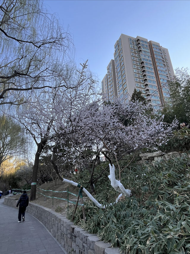 紫竹院賞山桃花～