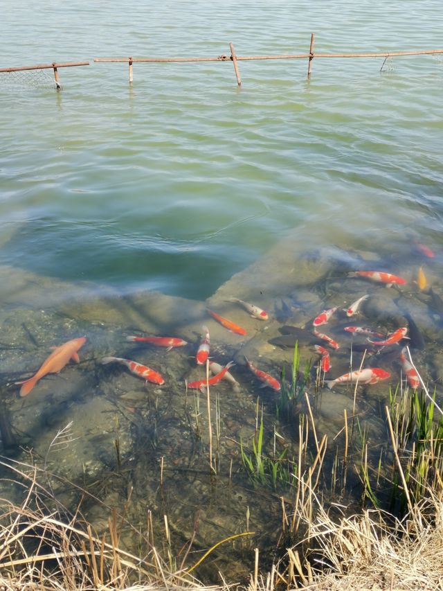 今日嘅奧北森林公園桃花溝