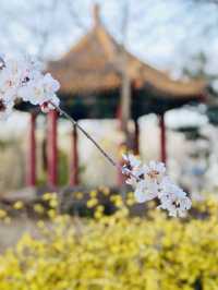 避開人流！帝都小眾賞花公園，免費！