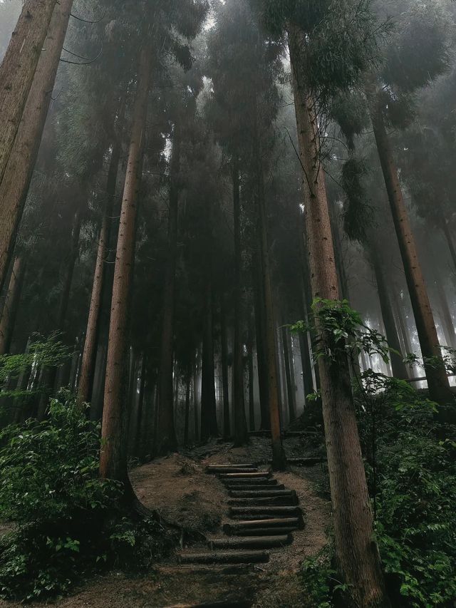 救命！成都周邊呢片森林簡直係綠野仙蹤本蹤！