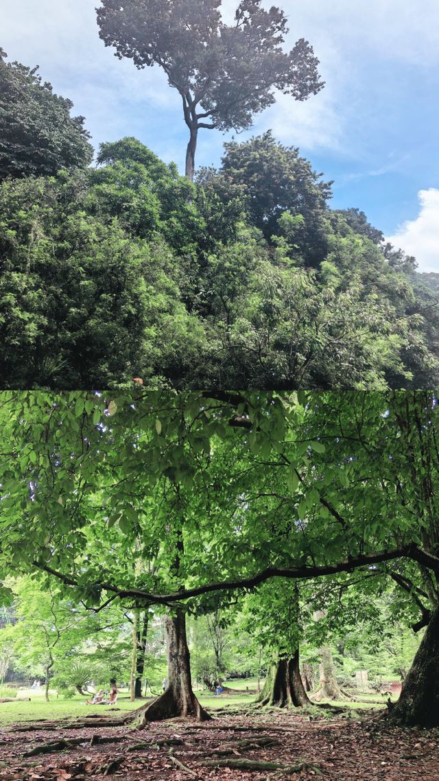 印尼「雨城」