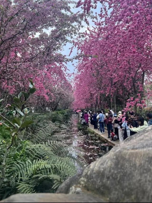 Kunming Brings Monet's Garden to Life!!