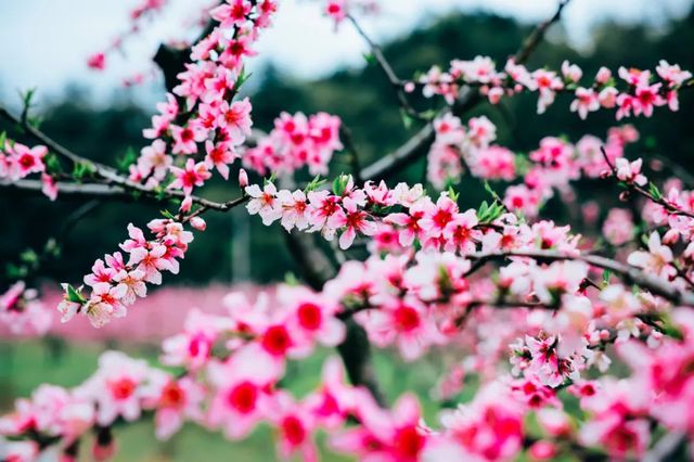 賞花指南 |一起來看銅鼓的「花花世界」！