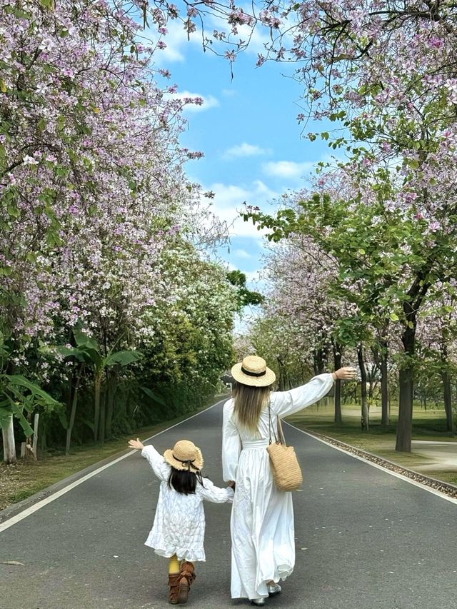 喺廣州，春日嘅浪漫係由紫荊花賦予嘅！