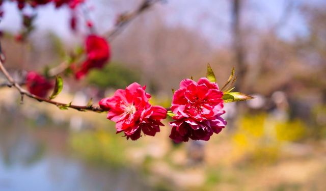 黿頭渚賞花記 黿頭渚賞花記