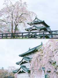 【青森】春日賞櫻～