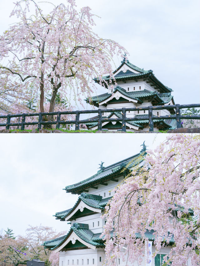 【青森】春日賞櫻～