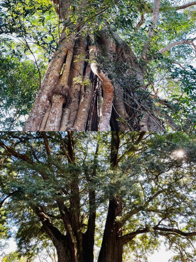 探索雲南普洱：翁基古寨的神秘面紗