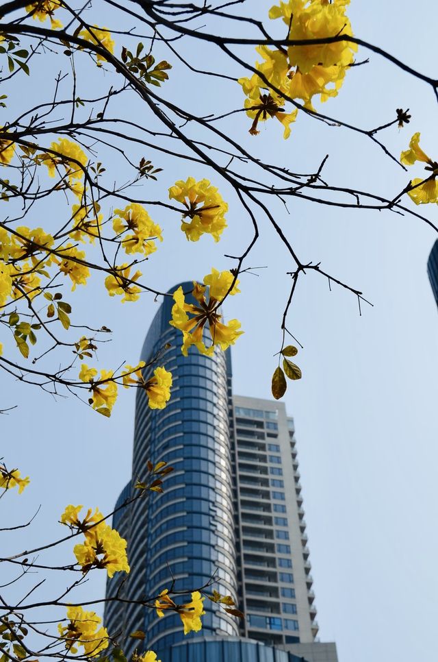廣州春季賞花攝影點合集（賞花踏青啦）