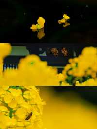成都周邊｜花香四溢，邂逅浪漫春日
