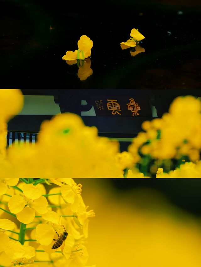 成都周邊｜花香四溢，邂逅浪漫春日
