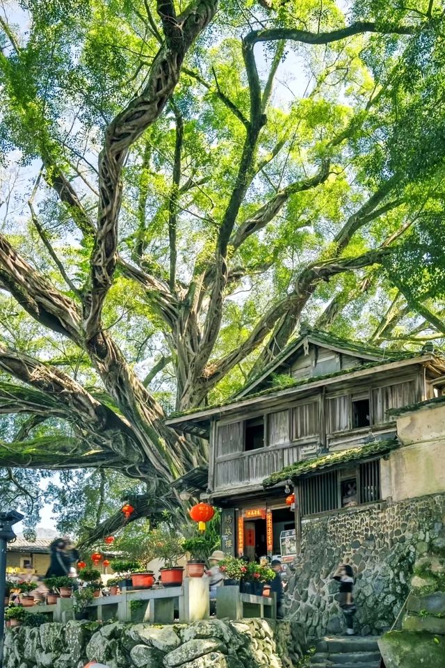 南靖土樓 | 時光褶皺裏的家宴
