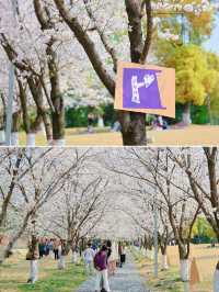 夢幻粉色長廊，瞬間變身日劇女主角