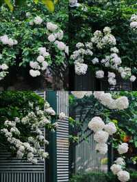 南京4月頂流薔薇已上線賞花拍照兩不誤