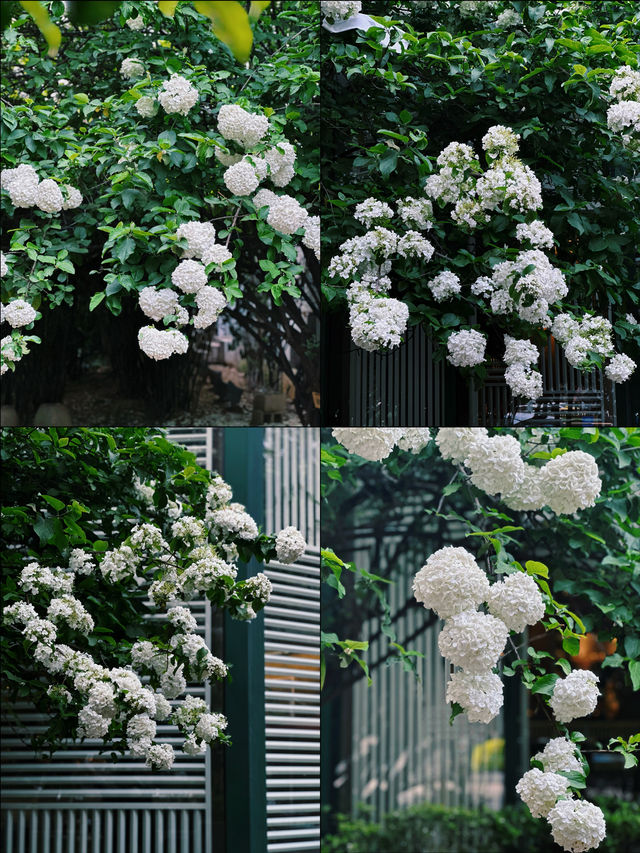 南京4月頂流薔薇已上線賞花拍照兩不誤 南京4月頂流薔薇已上線賞花拍照兩不誤