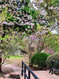 杭州私藏桃花源古林公園春日浪漫暴擊！