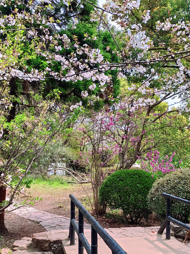杭州私藏桃花源古林公園春日浪漫暴擊！