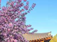 🌸首爾國會議事堂，晚櫻綻放的浪漫角落