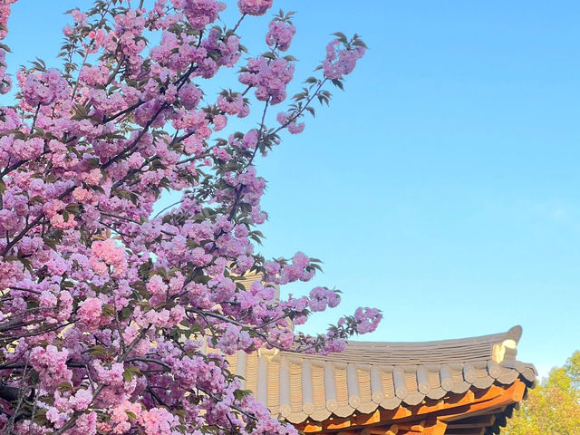 🌸首爾國會議事堂，晚櫻綻放的浪漫角落