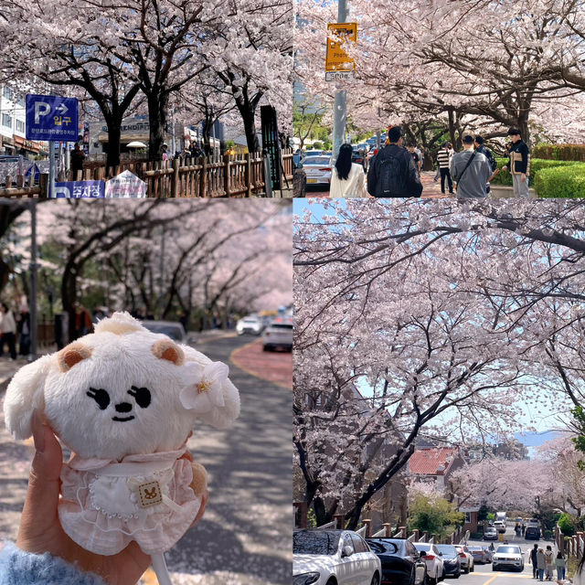 🌸救命！原本以為錯峰賞櫻會踩雷，沒想到韓國櫻花直接美到我心巴上！！😭