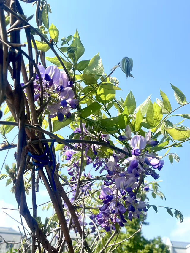 春日限定，古厝入面嘅寫意慢時光