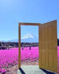 富士山下｜富士芝櫻祭全攻略