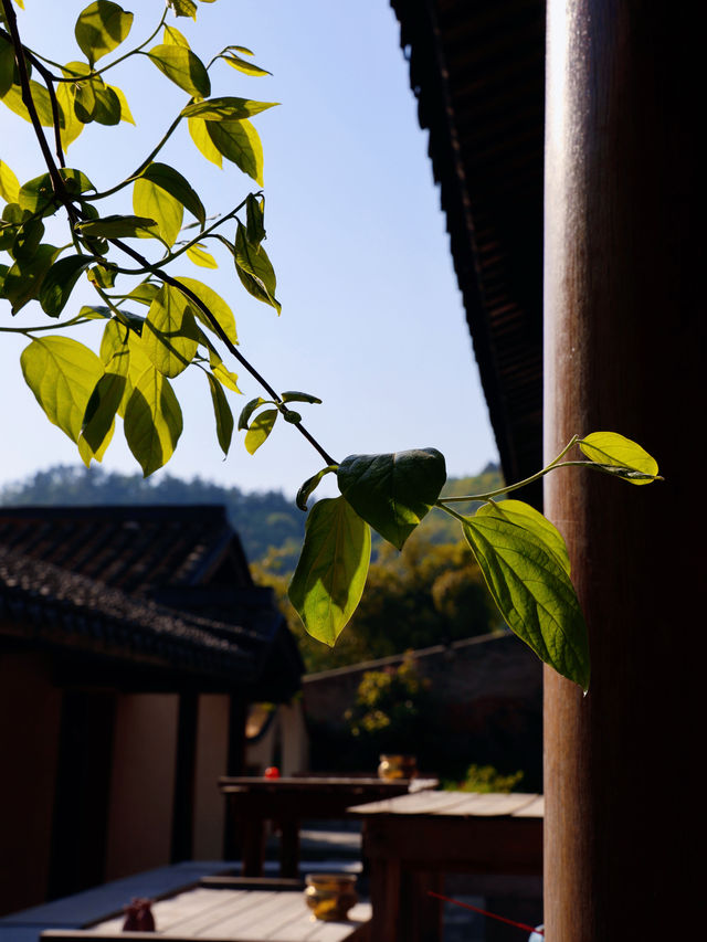 藏在舟山的佛系小眾秘境“善成禪寺”