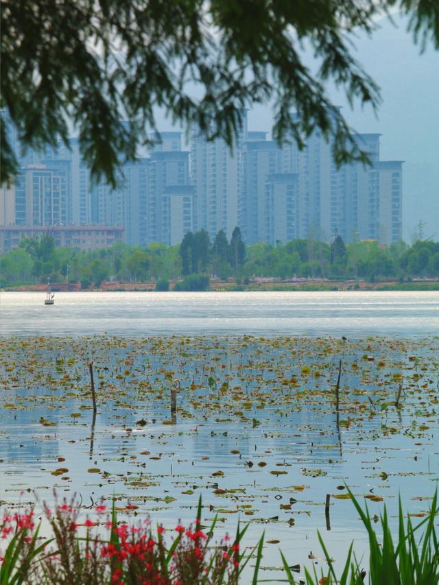 入住昆明翠湖麗瑞德酒店帶你邂逅初夏的大觀樓